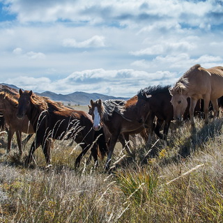 Hustai - Herd of horses
